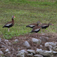 Black-bellied Whistling Duck(s) at a local park in Florida