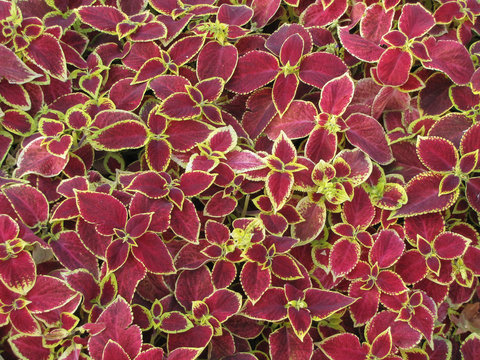 yellow-purple coleus leaves in the park. Motley purple background from coleus leaves.