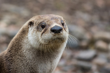 North American River Otter, Lontra canadensis, adorable, lovable, friendly and clever, looks...
