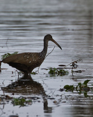 Limpkin(s) feeding on snails in Florida