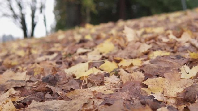 This was taken at a higher frame rate and has been converted to a slow motion video clip. Low angle slow motion camera movements of leaves.