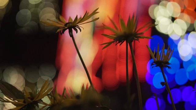 This was taken at a higher frame rate and has been converted to a slow motion video clip. Flowers and lights at night in Vancouver.