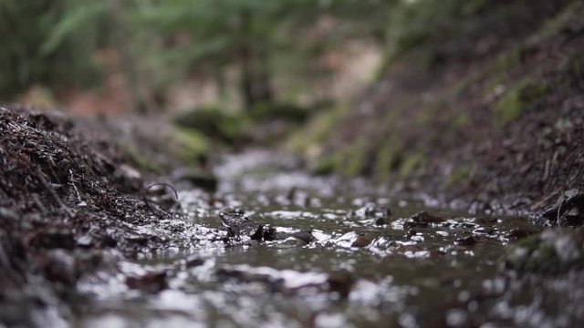 This was taken at a higher frame rate and has been converted to a slow motion video clip. Slow motion of water running down a small stream. Low angle and macro footage.
