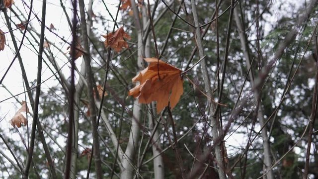 This was taken at a higher frame rate and has been converted to a slow motion video clip.
Slow motion of a maple tree stuck on a branch.