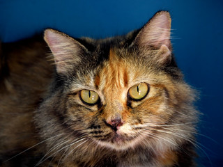  Three colored persian cat