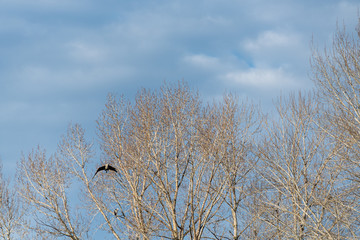 Great blue heron flying towards viewer from leafless trees in winter, sunny, blue sky and white clouds in background