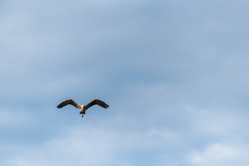 Great blue heron flying towards viewer, sunny, blue sky and white clouds in background