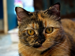 Three colored persian cat