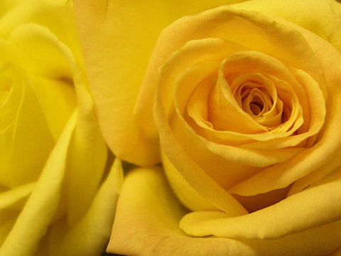 yellow rose closeup, macro image of an open yellow rose with more petals around. flower close up, yellow flower, floral, flowers, mother's day flowers, spring