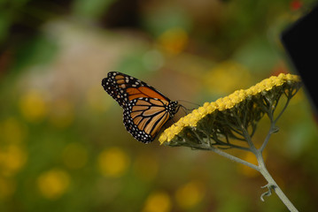 Monarch Butterfly