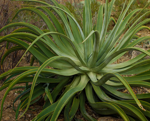 Octopus Agave -02