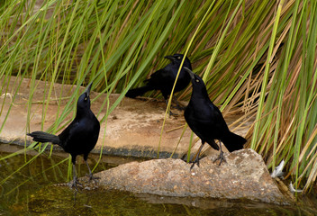 The Three Grackles