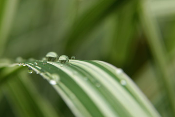 raindrops on green leaves. Fresh grass after rain.
