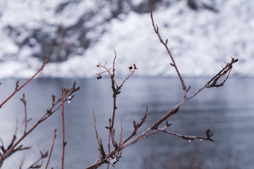 Selective focus of branches in the morning of winter. There are drops of water and ice on the small branches.