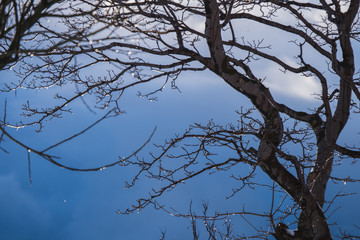 Selective focus of branches in the morning of winter. There are drops of water and ice on the small branches.