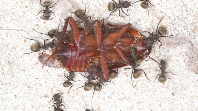 Full shot of a group of black ants feeding from a dead cockroach on a patio's floor.