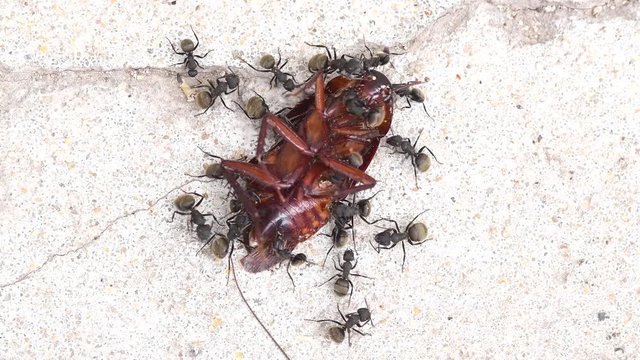 A full shot of black ants feeding from a dead cockroach on a patio's floor.
