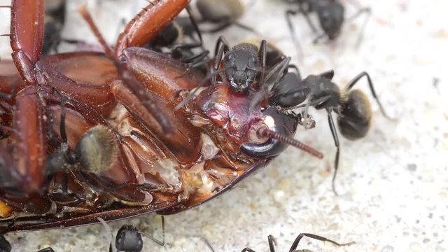 Extreme close-up of black ants feeding from a dead cockroach on a patio's floor.