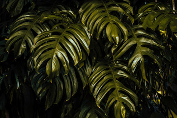 Fototapeta na wymiar abstract background of green leaves