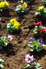 ガーデニング、花壇に整然と植えらえた素敵な花々