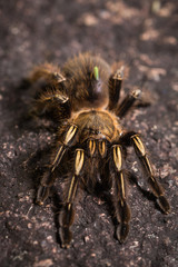 Chaco golden knee tarantula, Grammostola pulchripes, on a rock.
