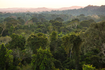 Fototapeta na wymiar The lush green canopy of the Amazon rainforest seen from an observation tower.