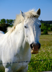 Head shot portrait of Camargue Horse (Equus ferus caballus) in green pasture of region