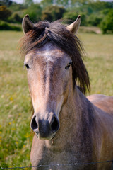Head shot portrait of Camargue Horse (Equus ferus caballus) in green pasture of region. Brown intermingled with white hairs