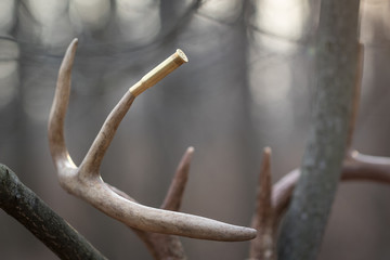whitetail antlers in tree with rifle bullet casing on middle point. 