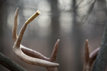 Harvested whitetail buck rack in tree