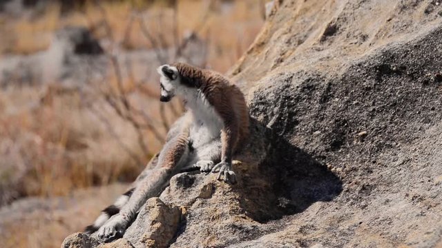 Ring-tailed Lemure, Madagascar 