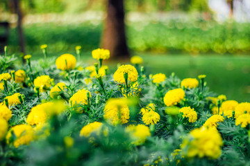 Marigold in the park