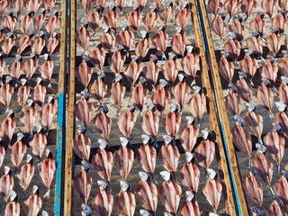 Closeup of Stock fish with heads drying in the sun