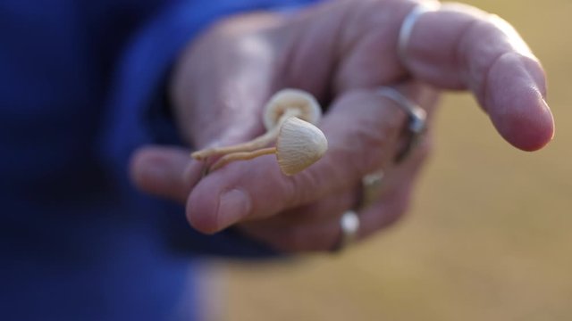 Close Up of Hand Holding Tiny Mushrooms coming into focus