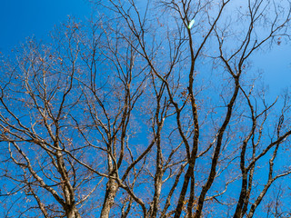 a beautiful autumn and spring in Japan