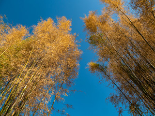 a beautiful bamboo tree in Asia