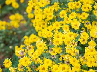 Obraz premium a beautiful chrysanthemum in the garden