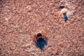 Little Crabs