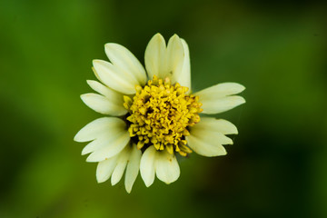 Obraz premium Daisy bloom