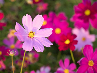 Fototapeta premium a beautiful flower in the morning