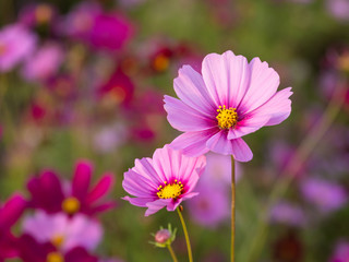 a beautiful flower in the morning