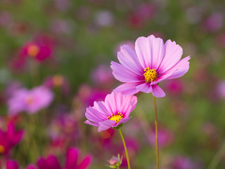 a beautiful flower in the morning