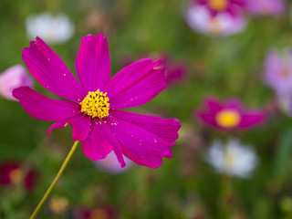 Obraz premium a beautiful flower in the morning