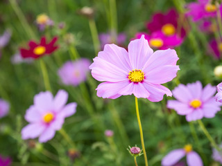 a beautiful flower in the morning