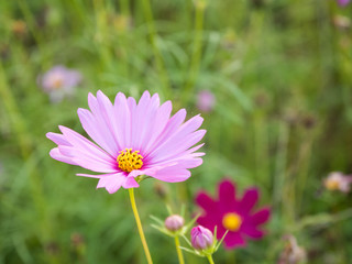 Obraz premium a beautiful flower in the morning