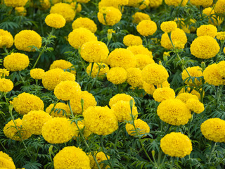 a beautiful marigolds in the garden