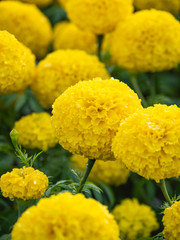 a beautiful marigolds in the garden