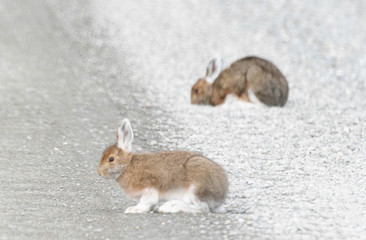 Snowshoe hares on the Denali Park Road