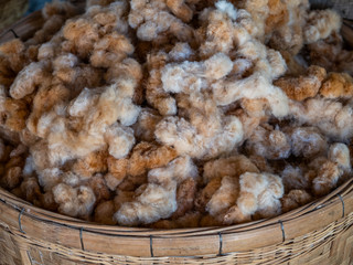 Cotton is an important raw material for making garments