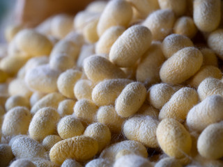 Raw cocoons are raw materials for silk threads